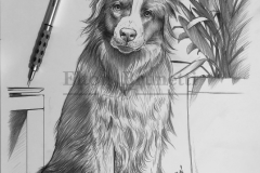 pintura-Border-collie-oleo-sobre-tela-50-x-70-cm-01