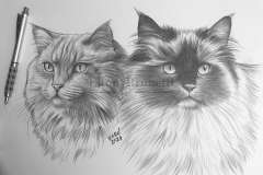 pintura-Gato-Ragdoll-e-Himalaio-oleo-sobre-tela-60-x-90-cm-por-elton-Brunetti-01