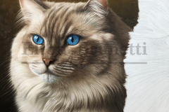 pintura-Gato-Ragdoll-e-Himalaio-oleo-sobre-tela-60-x-90-cm-por-elton-Brunetti-04