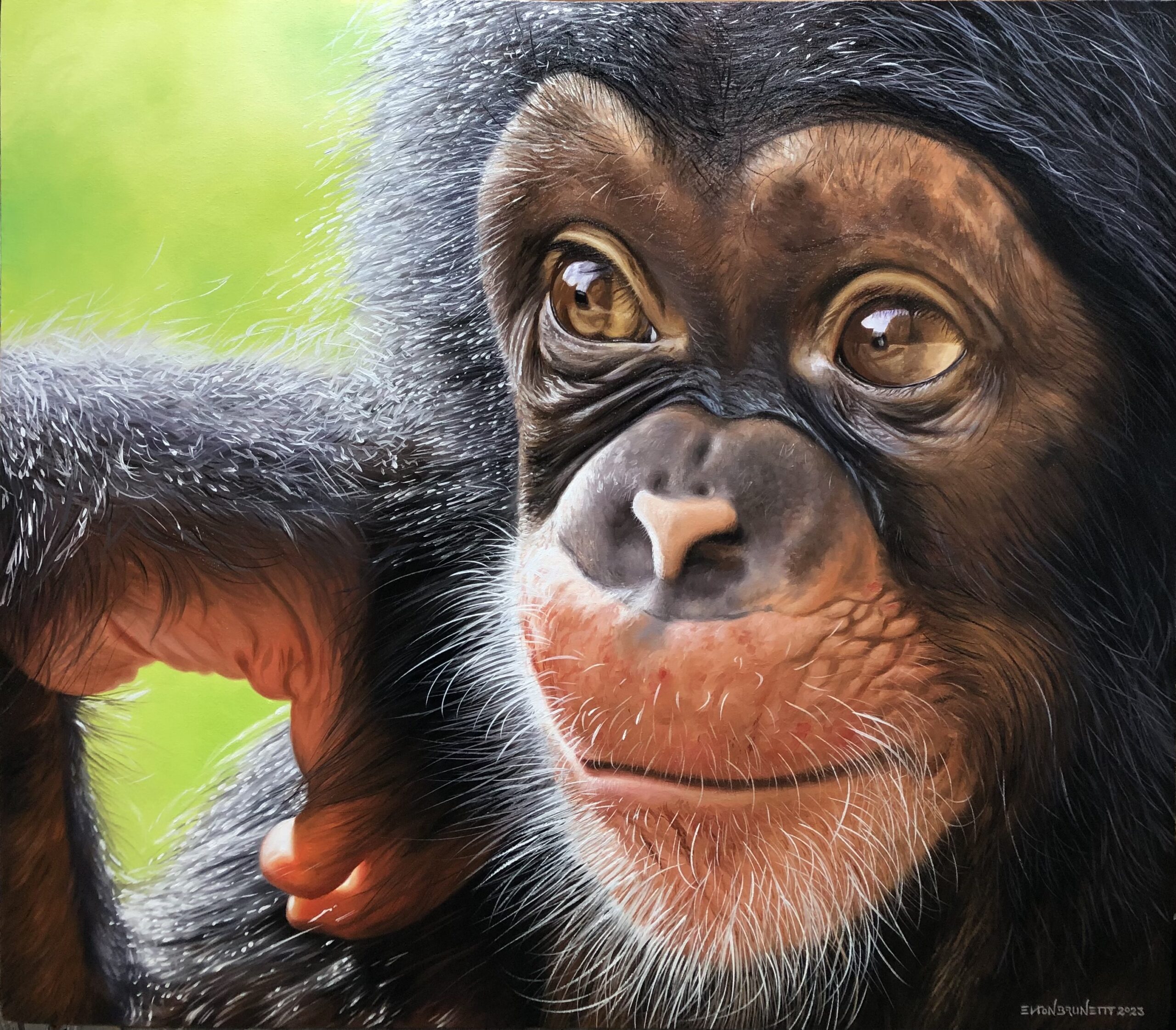 Como desenhar um Chimpanzé realista 